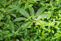 Helleborus viridis