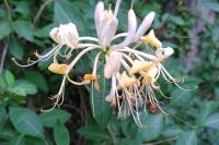 Lonicera periclymenum