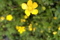 Ranunculus repens
