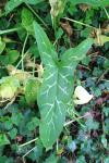 Arum italicum