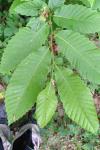 Castanea sativa