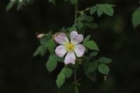 Rosa canina