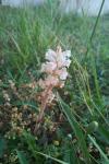 Orobanche picridis-hieracioidis