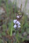 Linaria repens