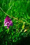 Anacamptis pyramidalis