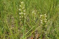 Platanthera chlorantha