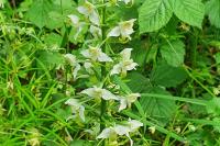 Platanthera chlorantha