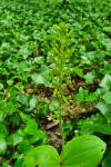 Neottia ovata