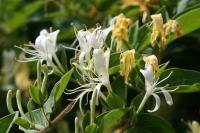 Lonicera japonica
