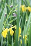 Iris pseudacorus