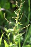 Rumex conglomeratus