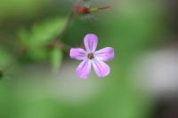Geranium robertianum
