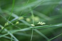 Carex remota