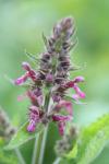 Stachys sylvatica