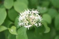 Cornus sanguinea