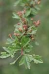 Crataegus monogyna