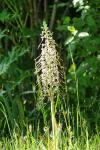 Himantoglossum hircinum