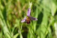 Ophrys apifera