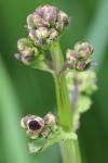 Scrophularia auriculata