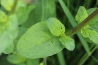 Scrophularia auriculata