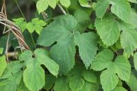 Humulus lupulus