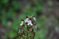 Orchis purpurea