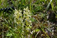 Platanthera chlorantha