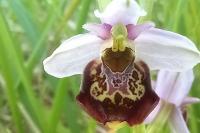 Ophrys holosericea