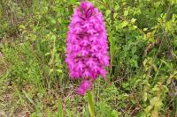 Anacamptis pyramidalis