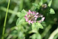 Trifolium pratense