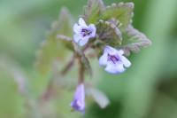 Glechoma hederacea