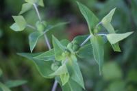 Euphorbia lathyris