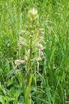 Himantoglossum hircinum