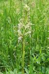 Himantoglossum hircinum