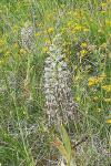 Himantoglossum hircinum