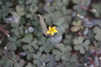 Oxalis corniculata