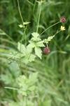 Geum urbanum