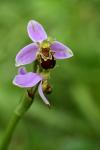 Ophrys apifera