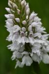 Dactylorhiza maculata