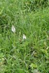 Dactylorhiza maculata