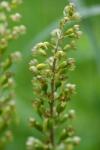 Neottia ovata