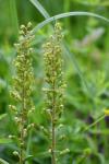 Neottia ovata