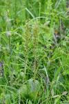 Neottia ovata