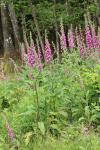 Digitalis purpurea