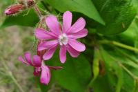 Silene dioica