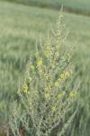 Verbascum pulverulentum