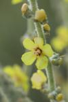 Verbascum pulverulentum