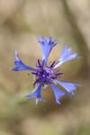 Cyanus segetum