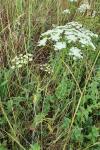 Conopodium majus