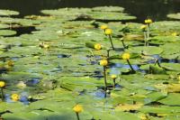 Nuphar lutea